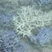 Lots of Sharp Coral
